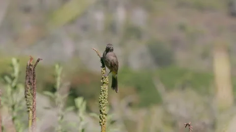 Handlheld, medium shot of a bird perched on a plant that then flies away. Stock Footage 242012688
