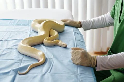 Handling Albino Python Snake in Medical Setting 스톡 사진