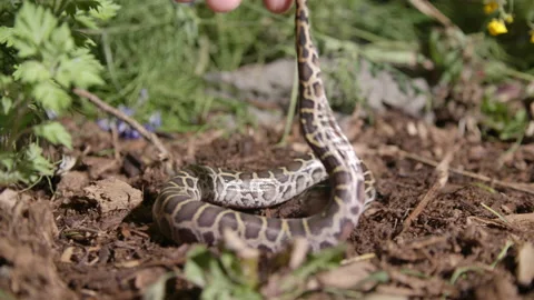 Handling a baby burmese python in natural forest setting Stock Footage 155758139