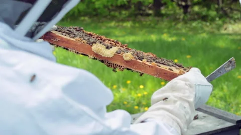 Handling the beehive Stock Footage 53367358