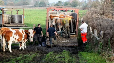Handling the cattle Stock-Footage 43223274