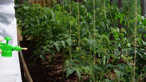 Handling of experimental samples of tomatoes in the greenhouse. Stock Footage 93182222
