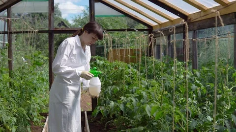 Handling of experimental samples of tomatoes in the greenhouse. Stock Footage 93182428
