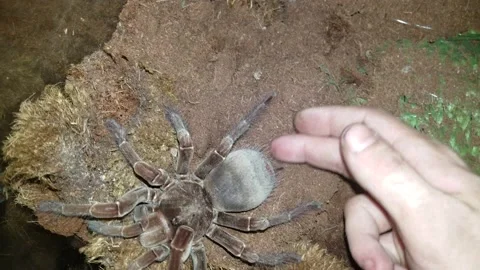 Handling a Goliath Bird Eater Tarantula, Lansing, Michigan, USA Video stock 205215135