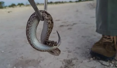 Handling a snake 写真素材