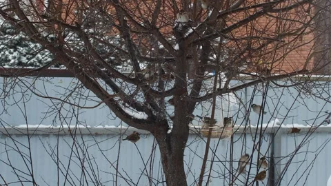 Handmade bird feeder from plastic bottle. Helping and feeding birds in winter. Stock Footage 264245292