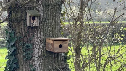 Handmade bird shelters on thick oak detail Stock Footage 331252467