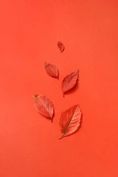 Handmade fall red leaves pattern on a coral background. Stock Photos
