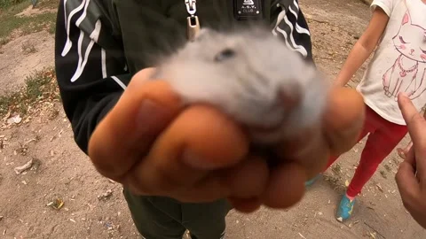 Handmade hamster in children's hands. Stock-Footage 139339842