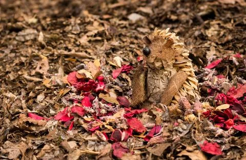 Handmade hedgehog Stock Photos