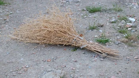 Handmade herb broom, types of broom used in the village, Vídeos de archivo 131120015