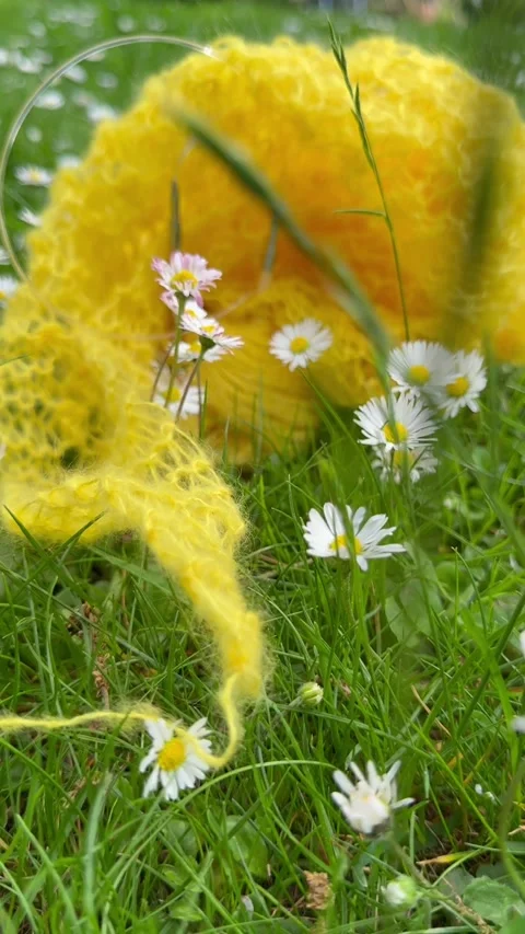 Handmade knitting project among wild daisies Видео 335868815