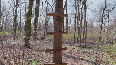 Handmade ladder and branch platform built on a tree Stock Footage 305762229