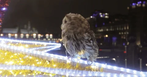 Handmade owl for photographing Video stock 122681089