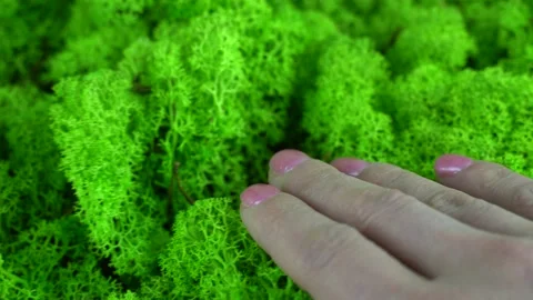 Handmade with stabilized moss. 스톡 동영상 172026243