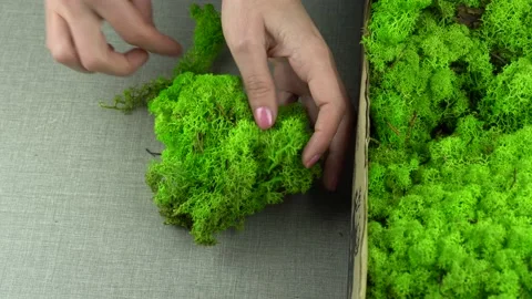 Handmade with stabilized moss. 스톡 동영상 172026437