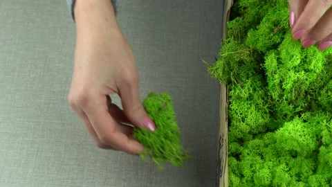 Handmade with stabilized moss. 스톡 동영상 172026521