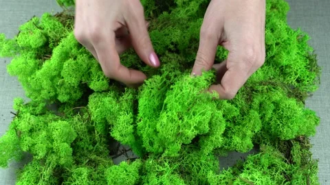 Handmade with stabilized moss. Stockbeeldmateriaal 172026580