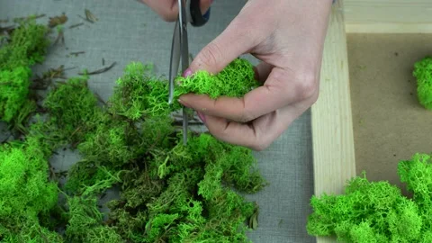 Handmade with stabilized moss. 스톡 동영상 172026627