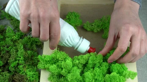 Handmade with stabilized moss. 스톡 동영상 172026707
