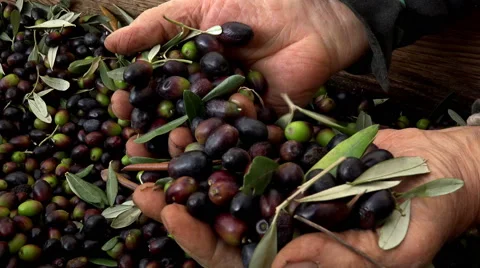 Handmade work of olives selection for olive oil production: oil milling  Video stock 58603075