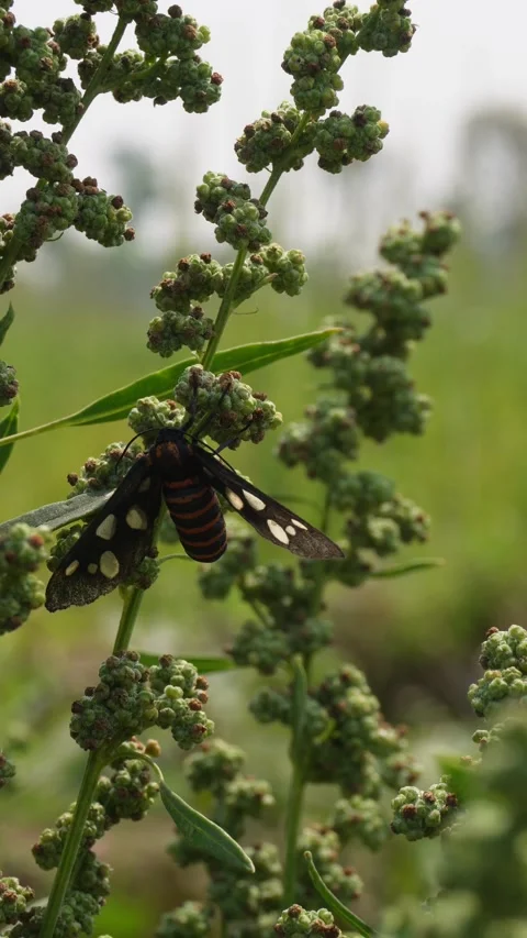 Handmaiden moth 스톡 동영상 332589349