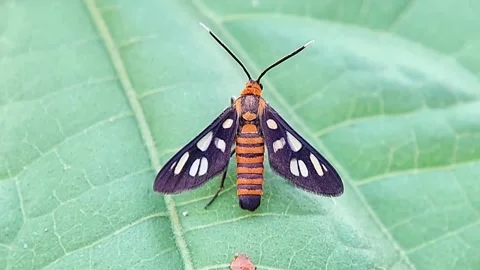 Handmaiden Moth Perched on Green Leaf Top View Macro Natural FHD Footage Video stock 321067483
