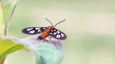 Handmaiden Moth Resting on Fuzzy Leaf Rear View Macro Nature Wildlife FHD Footag Vidéo 321067497