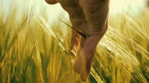 Handof farmer touching wheat corn at harvest agriculture Stock Footage 24998732