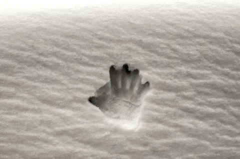 Handprint on snow surface Stock Photos