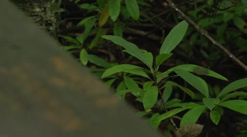 Handrail Carving 1 Stock Footage 41667409