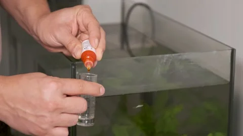 Hands adding drops to test PH in front of freshwater aquarium. Stock Footage 228264333