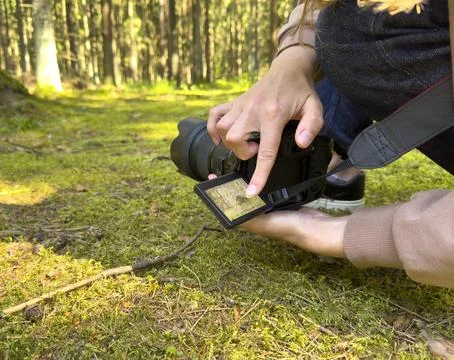 Hands adjusting camera screen while photographing nature on forest ground. .. Stock Photos