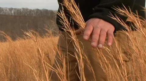 Hands against the wheat tops Stock Footage 8516986