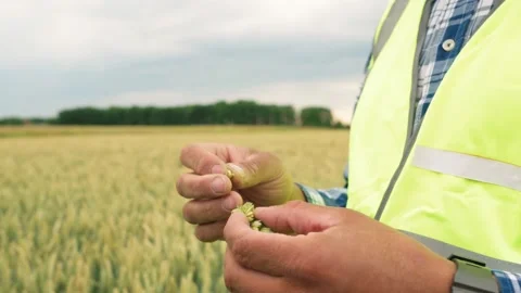 The hands of the agronomist hold the grain. Video stock 202612759