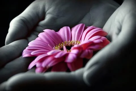 The hands and the flower Foto stock