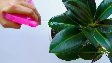 Hands and Flowerpot Close-up Spraying Indoor Plant with Water. Creative Hobby Stock Footage 247456782