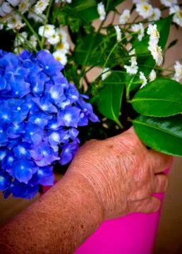 Hands and flowers Stock Photos