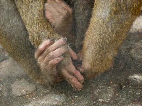 Hands and legs of monkey Stock Photos