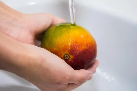 Hands and red-green mango under a stream of water. Girl washes mangoes Stock Photos