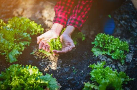 Hands and seedlings Create a small value. Фото