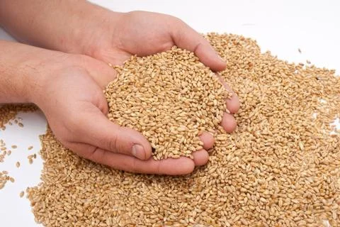 The hands and wheat Stock Photos