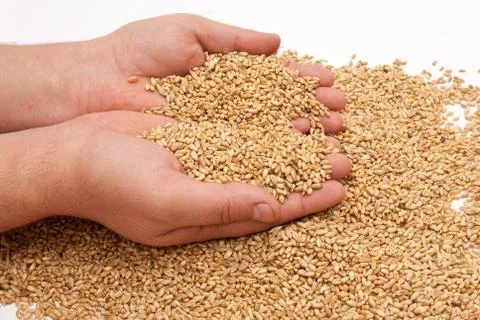 The hands and wheat Stock Photos
