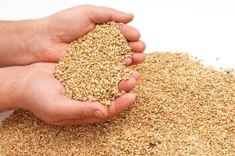 The hands and wheat Stock Photos
