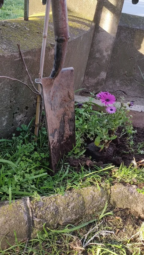 Hands are gently placing a pink flower plant into the ground in a garden. T.. Stock Footage 286763972