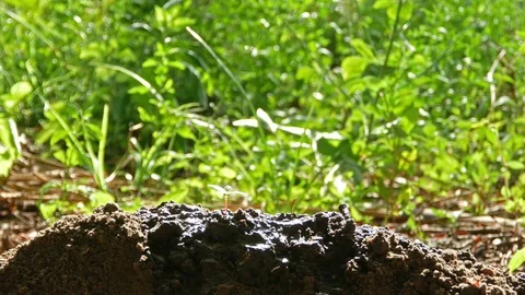 Hands are growing small trees. Part 2 Stock Footage 84508421