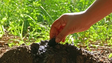 Hands are growing small trees. Part 1 Stock Footage 84509960