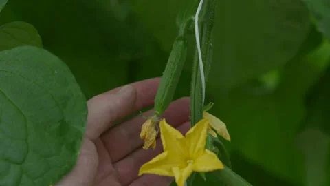 Hands are holding a young cucumber growing on a bush. Vidéo 150787286