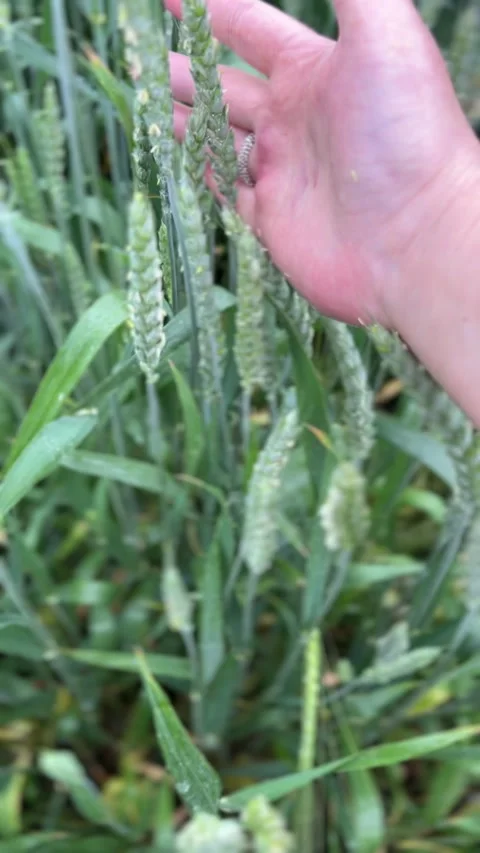 Hands are Interacting with Wheat Plants in a Lush Agricultural Field on a Sunny Stock Footage 306077998