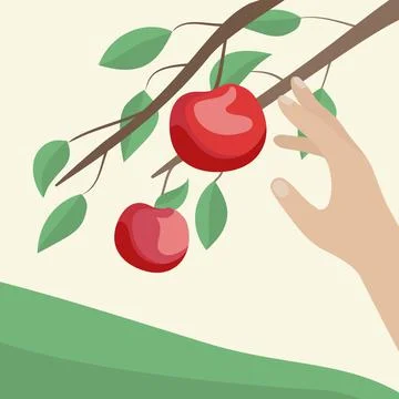 Hands are picking apples in the garden. Vector illustration Stock Illustration